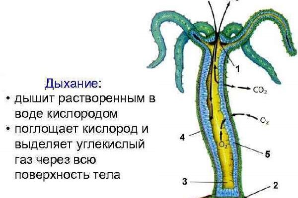 Кракен плейс